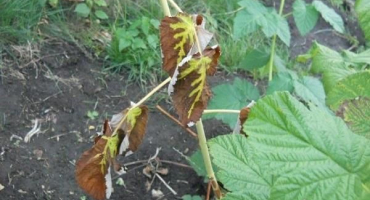 Jak správně ořezávat maliny v létě v červenci, abyste měli dobrou úrodu